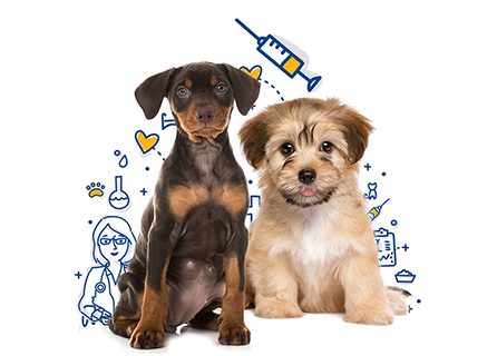 Öykü Veteriner Kliniği